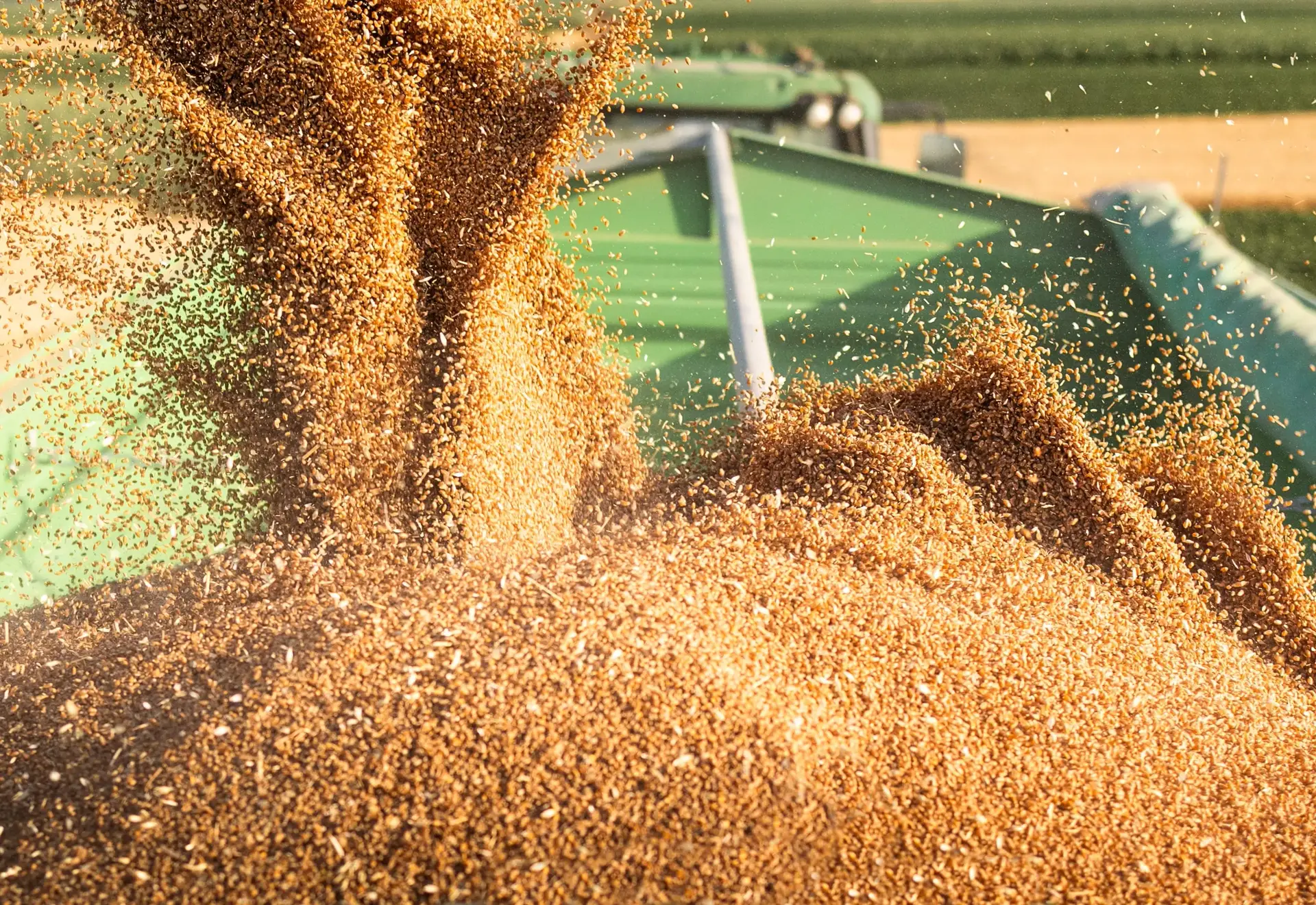 Grain