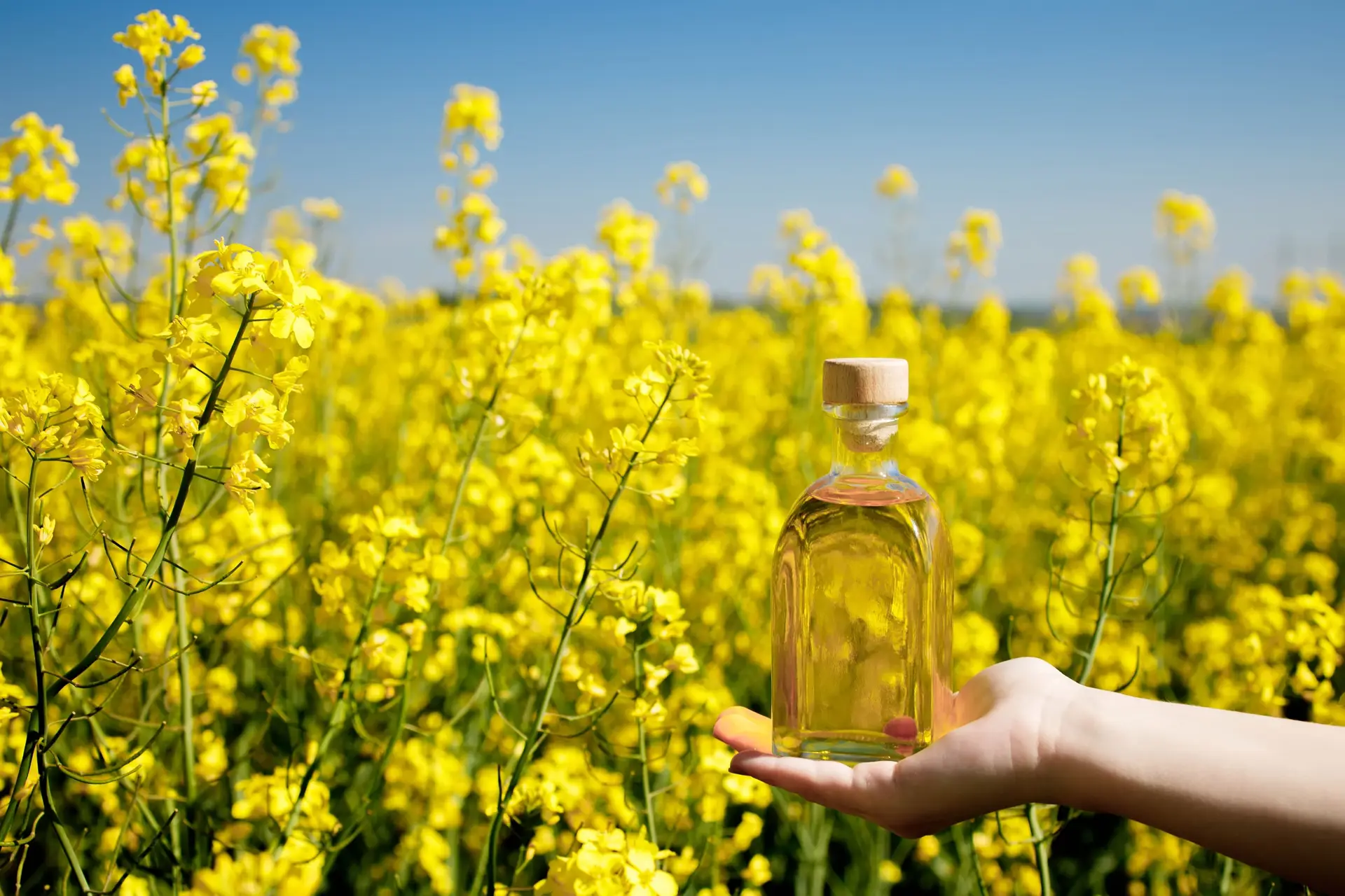 Cooking Oil